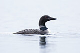 Image. Great Northern Loon