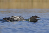 Image. Great Northern Loon
