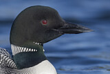 Image. Great Northern Loon