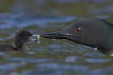 Image. Great Northern Loon