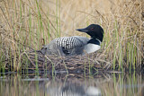 Image. Great Northern Loon