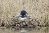 Image. Great Northern Loon