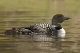 Image. Great Northern Loon
