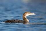 Image. Great Northern Loon