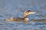 Image. Great Northern Loon