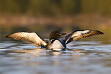 Image. Great Northern Loon