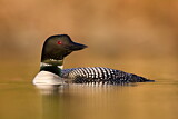 Image. Great Northern Loon