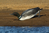 Image. Great Northern Loon