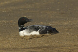 Image. Great Northern Loon