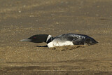 Image. Great Northern Loon