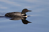 Image. Great Northern Loon