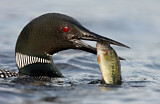 Image. Great Northern Loon