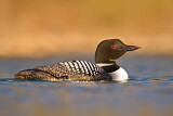 Image. Great Northern Loon
