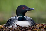 Image. Great Northern Loon