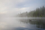 Image. Great Northern Loon