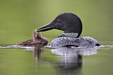 Image. Great Northern Loon