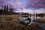 Image. Great Northern Loon
