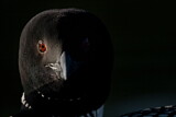 Image. Great Northern Loon