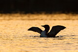 Image. Great Northern Loon