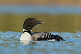 Image. Great Northern Loon