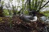 Image. Great Northern Loon