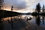 Image. Great Northern Loon