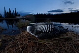 Image. Great Northern Loon
