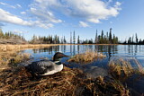 Image. Great Northern Loon