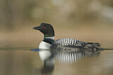 Image. Great Northern Loon