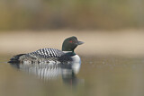 Image. Great Northern Loon