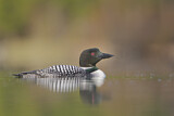 Image. Great Northern Loon