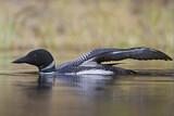 Image. Great Northern Loon
