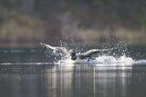 Image. Great Northern Loon
