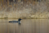 Image. Great Northern Loon