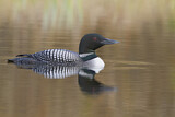 Image. Great Northern Loon