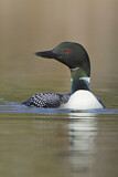 Image. Great Northern Loon