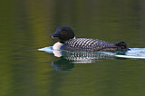 Image. Great Northern Loon