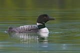 Image. Great Northern Loon