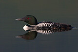 Image. Great Northern Loon