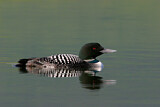 Image. Great Northern Loon