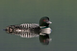 Image. Great Northern Loon