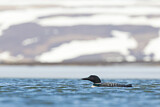 Image. Great Northern Loon