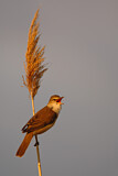 Image. Great Reed Warbler