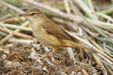 Image. Great Reed Warbler
