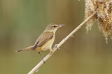 Image. Great Reed Warbler