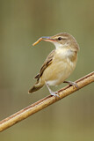 Image. Great Reed Warbler