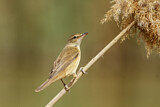 Image. Great Reed Warbler
