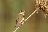 Image. Great Reed Warbler