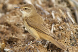Image. Great Reed Warbler