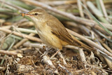 Image. Great Reed Warbler
